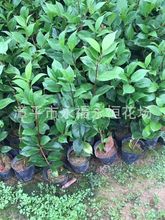 盆栽山茶花20-40公分高  五色赤丹茶花 多色花系