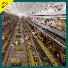 廣州工廠蛋雞籠出口 三層四門A字階梯式蛋雞籠 自動化養殖雞籠具