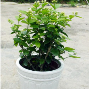 茉莉花苗圖片 海量高清茉莉花苗圖片大全 阿里巴巴