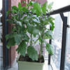 Vegetable Seed 2 Green Pepper Tomato Radish Small Artemisia Artemisia Prefecture