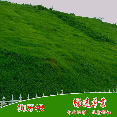 批量供：狗牙根草種（脫殼裸種），河道護坡 小區綠化  草坪種子