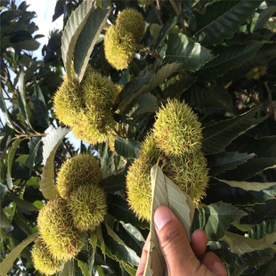 ��������r�� ��������Ʒ�N��������S�ҳ��� �L�ڹ���