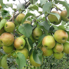 山東梨樹苗 品種 3公分的早酥紅梨樹苗價格 各品種梨樹苗批發