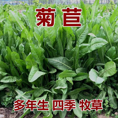 wholesale Multiple Pasture Lawn seed Four seasons Chicory seed Horses and sheep Green feed
