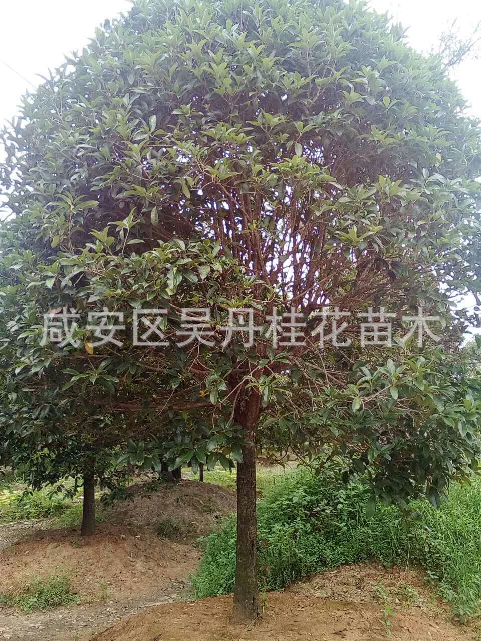 mmexport1504398441351