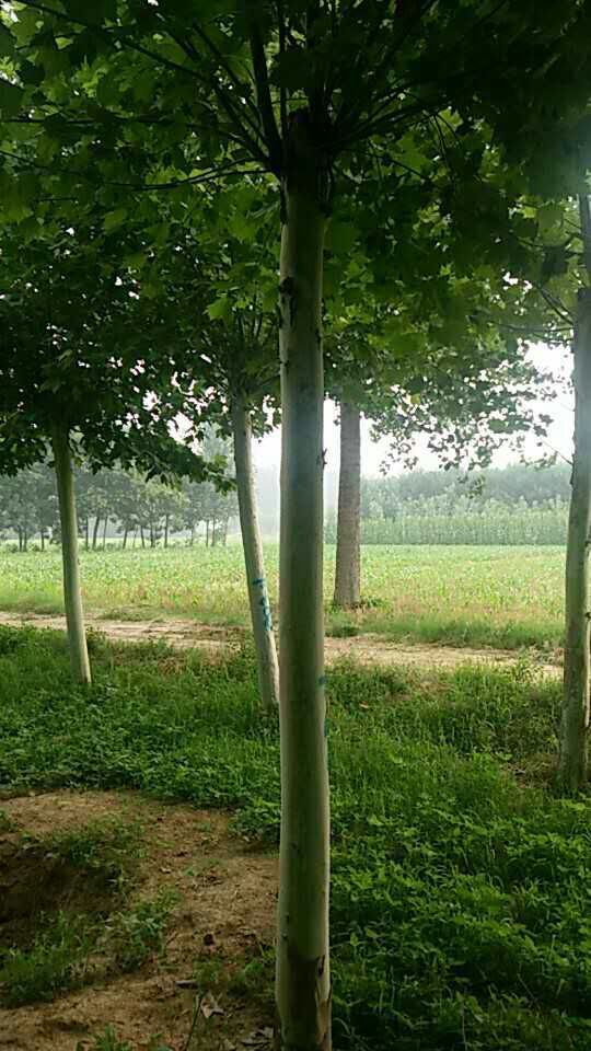 mmexport1499398748193