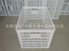 100斤水果塑胶收纳筐 白色全新料采摘周转萝 广西海南蔬菜物流箱