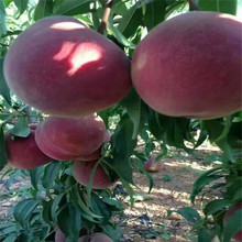 晚熟冬桃品种 金蜜红冬桃树苗价格 持续坐果到十一月份