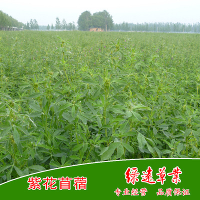 supply:domestic(class a)Alfalfa seed Alfalfa seed Alfalfa grass Grass seed