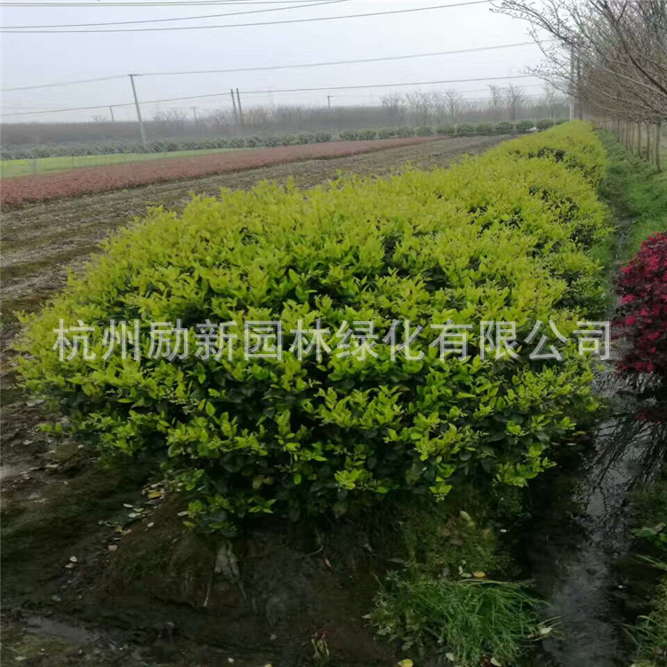 mmexport1493540844391