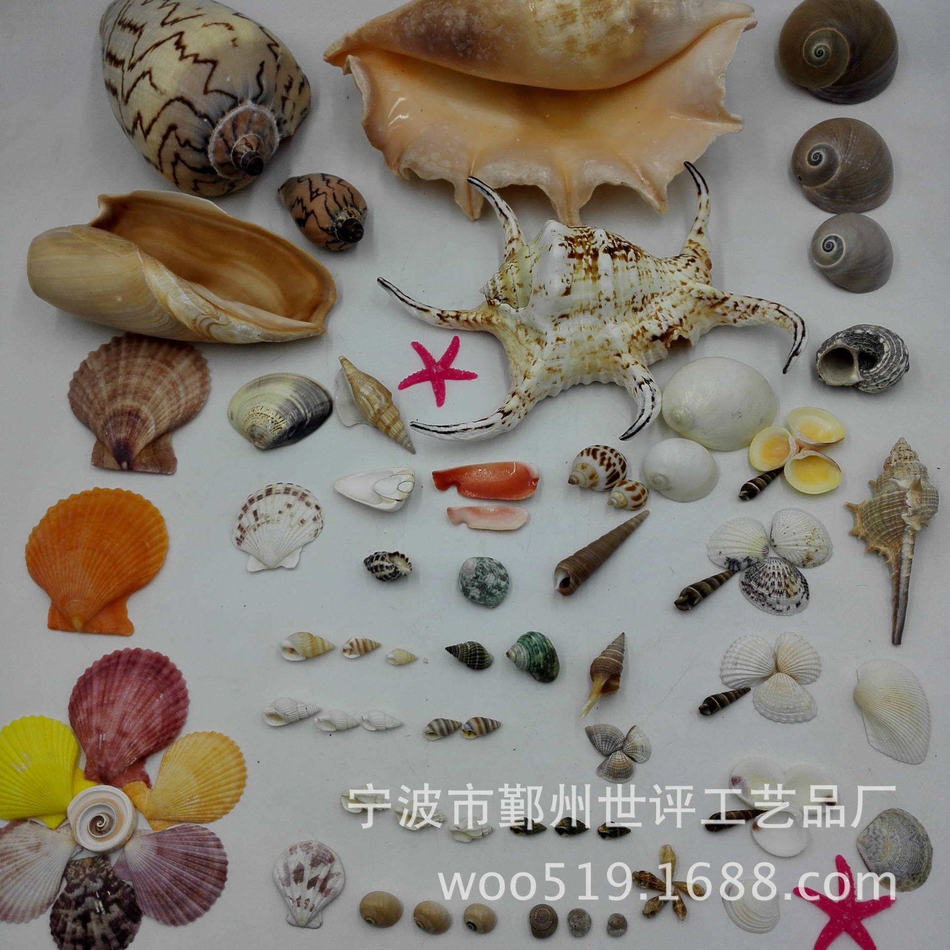 Shell material A catty of a conch 500 Gram price Renovation Material Science Conch shell Aquarium landscaping Wedding decoration