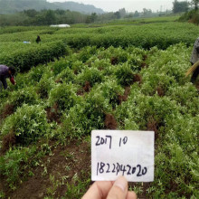 南充花椒苗 四川花椒苗 贵州花椒苗云南花椒苗 重庆花椒苗批发