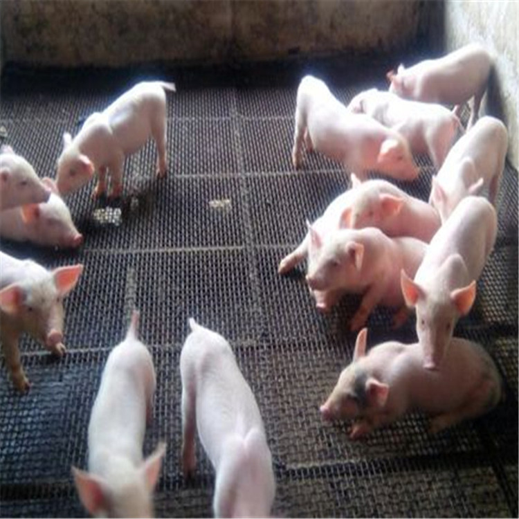 厂家定做  广西南宁养猪网  母猪高床网  长方形孔肥猪养殖床网