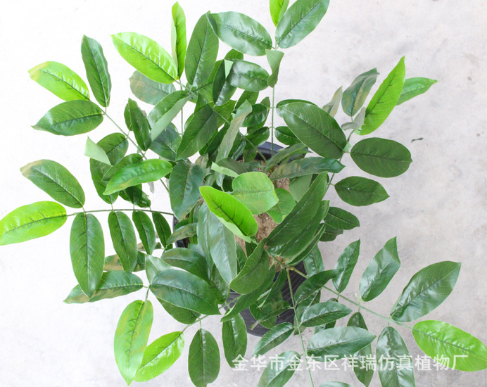 XRB-006核桃五叉枝立体