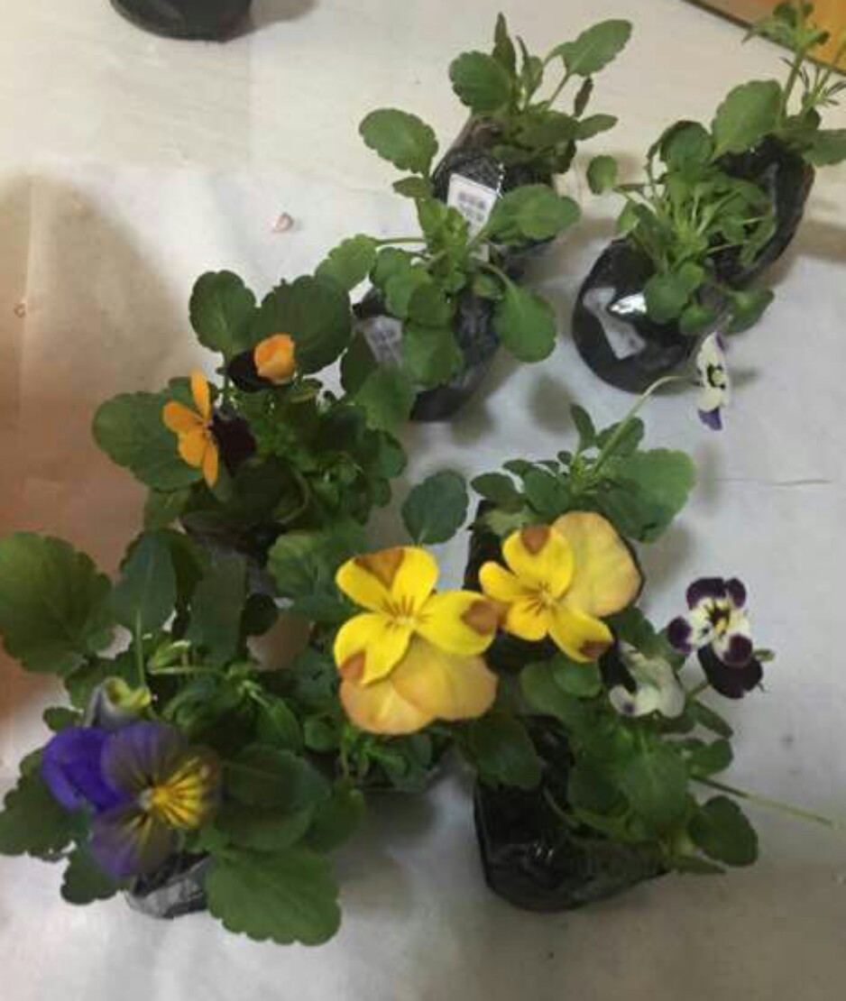 泽泻网红草粉黛乱子草萧山基地直销各种规格水生植物 阿里巴巴