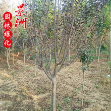 哪里有卖紫叶李 4-15公分紫叶李价格  绿化园林观赏植物小苗风景