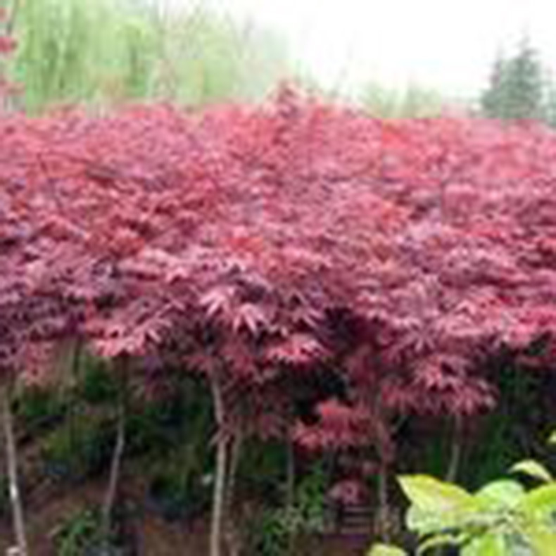 u=1193933860,832962234&fm=