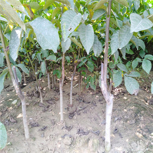 ���м޽Ӻ�������� 8518�猍������ ���������r�� ��Ƥ����