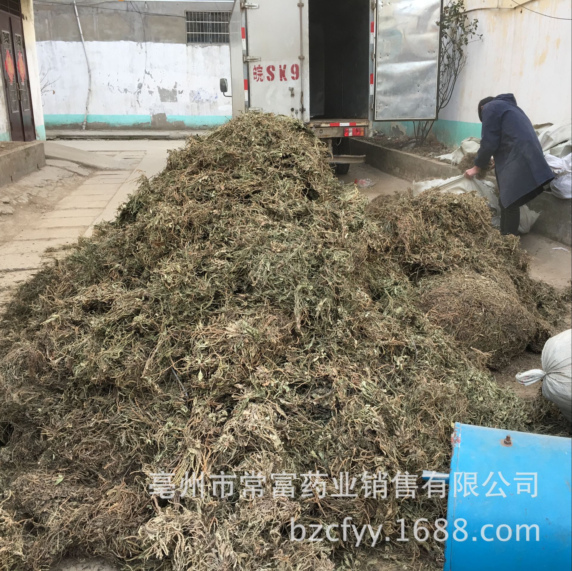 Dried Plantain Herb Che Qian Cao Whole Plant Loose Herbal Tea 500g quality and texture