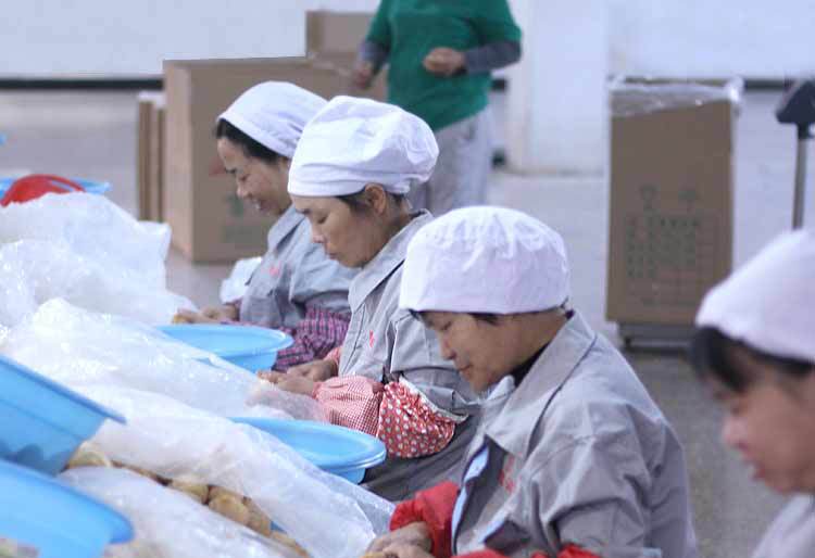 猴头菇-详情图al_02