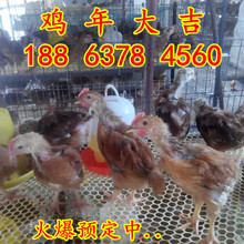 青脚麻鸡价格_今日最新青脚麻鸡价格行情走势