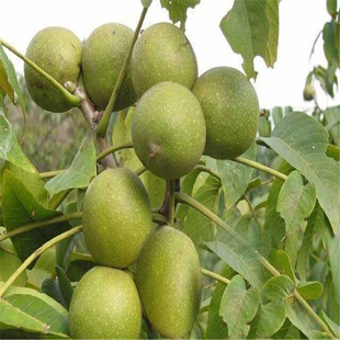 85818�����繩������9818�������������س���  �a8518��Ʒ�N����