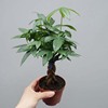 [Direct supply of the base] wholesale dwarf five -edited fortune tree (90) leaf -viewing potted flowers to get rich tree potted plants