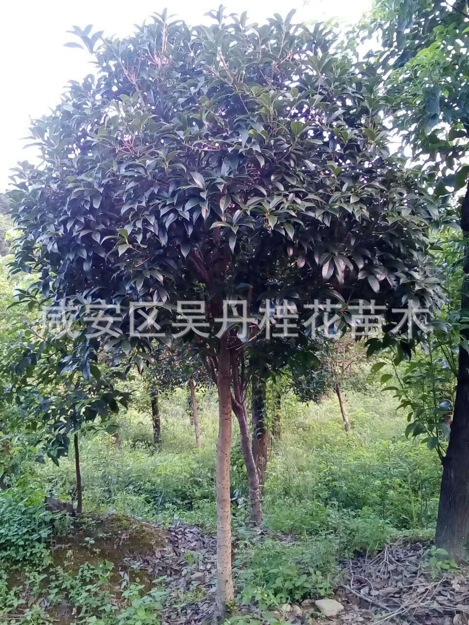 mmexport1504398490401