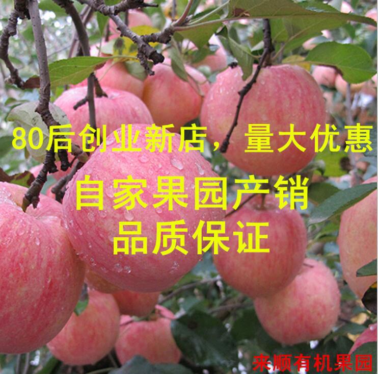 山东烟台苹果栖霞红富士苹果绿色有机新鲜水果批发5斤一件代发|ru