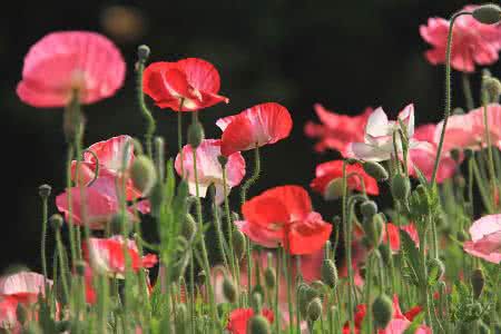 u=3377949464,1379389270&fm