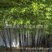 观赏竹苗 观赏竹苗品牌 图片 价格 观赏竹苗批发 阿里巴巴