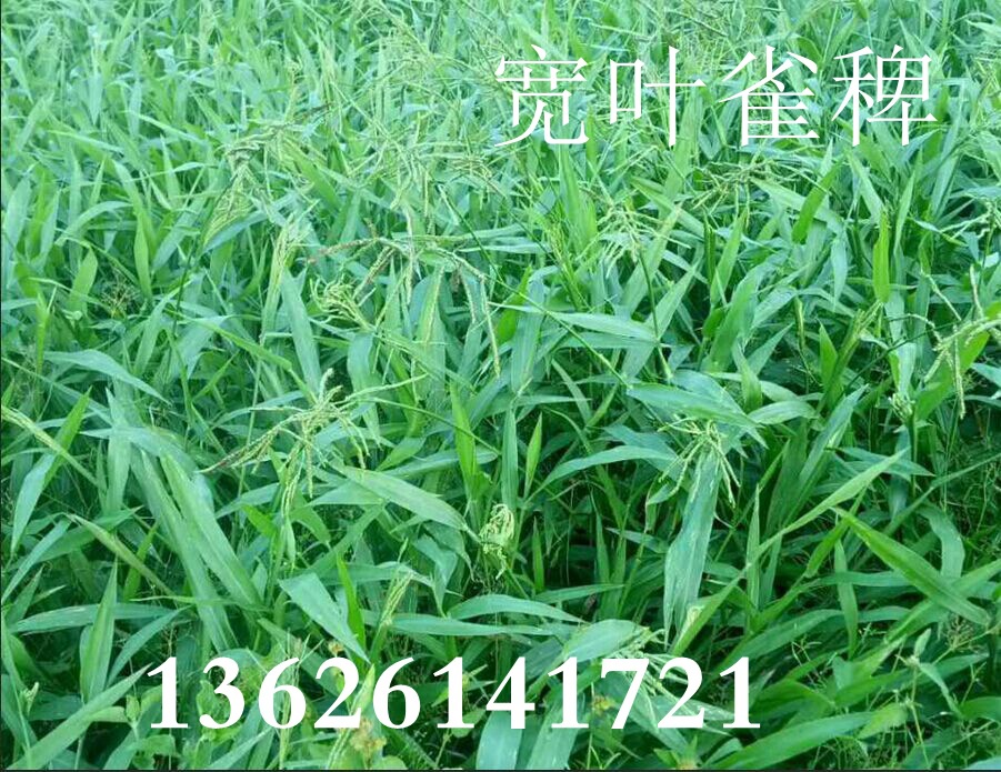 批发草子 宽叶草 宽叶雀稗种子宽叶雀稗 是禾本科,雀稗属多年生-阿里巴巴