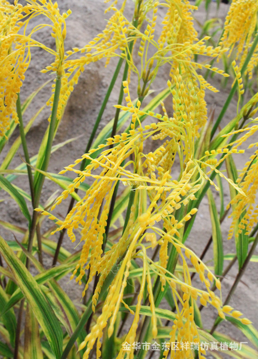 XRB-068单枝水稻6叶80厘米2