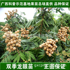 南宁批发公司：市场风云中的稳健航向