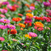 Potted flower seeds Zinnia seeds Watch Courtyard Villa engineering Annual Potted plant flowers and plants seed
