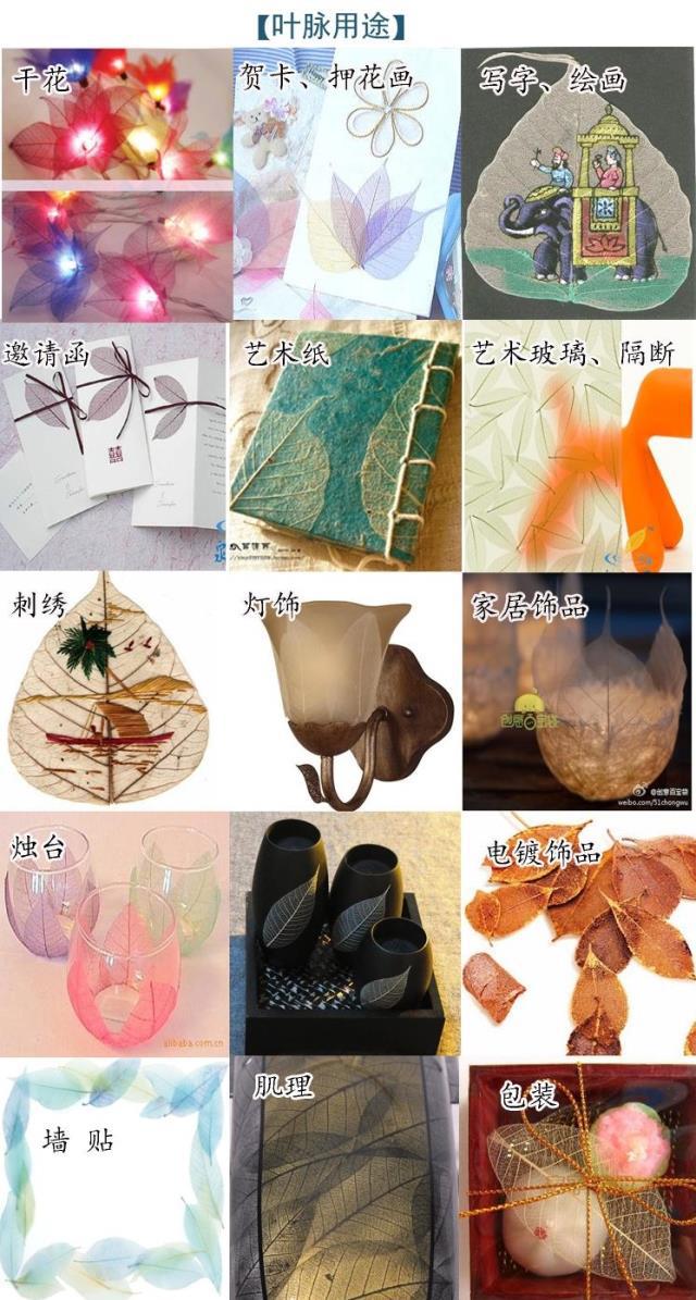 叶脉