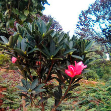 出售優質四季杜鵑茶花造型苗木樹形優美規格齊全四季茶花