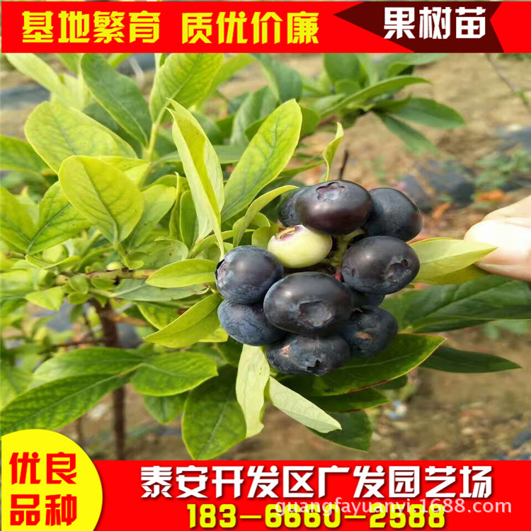 蓝莓苗