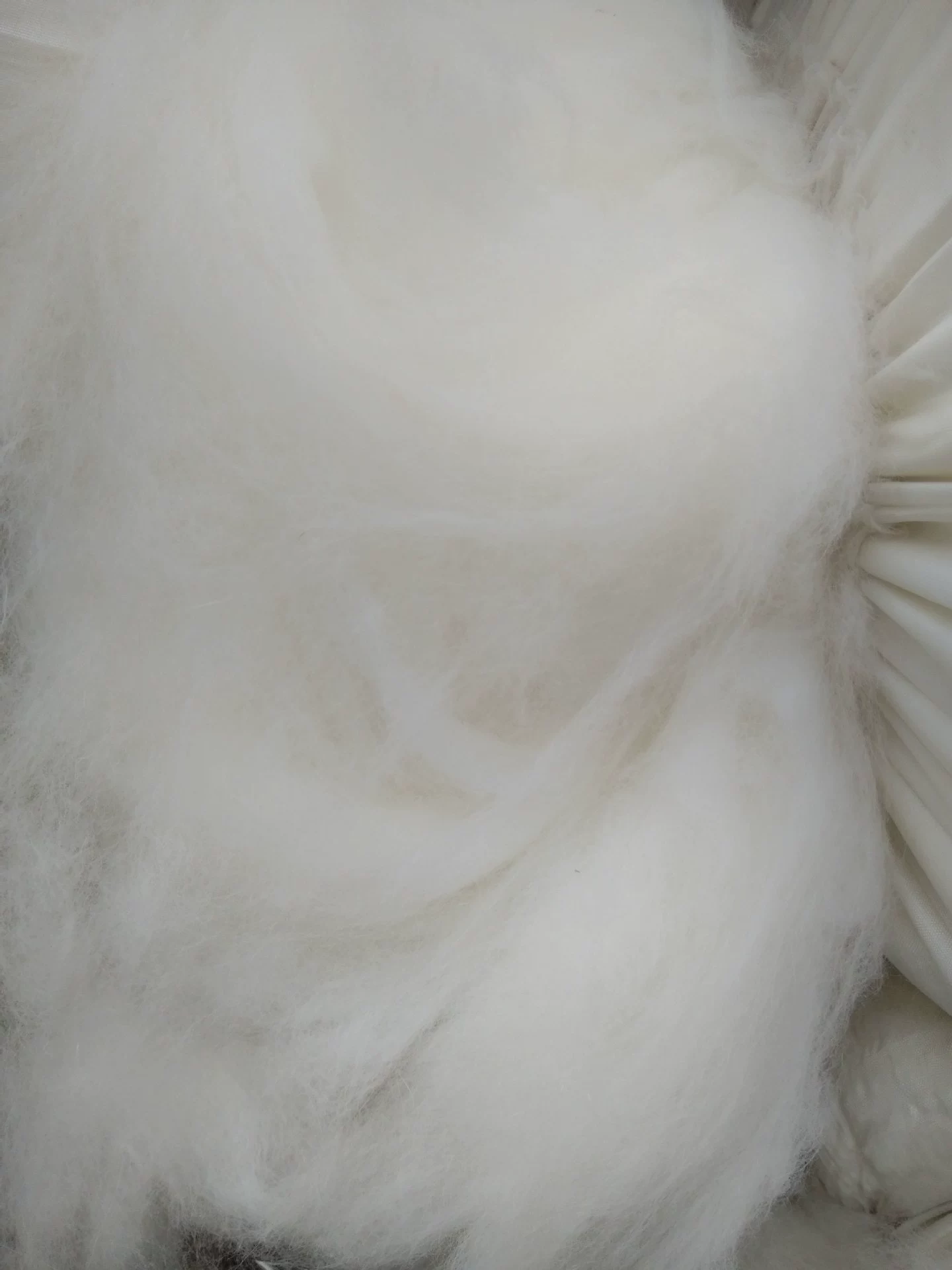 Rabbit velvet