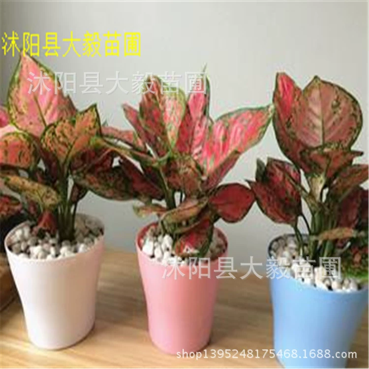 Поставка Ruyi Queen Jili Красный горшечный завод Крытый лист Зеленое растение