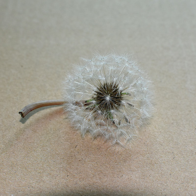 This year Pick natural wild Dandelion seed diy parts Dried flowers Spend eternity manual Jewelry Embossing Material Science