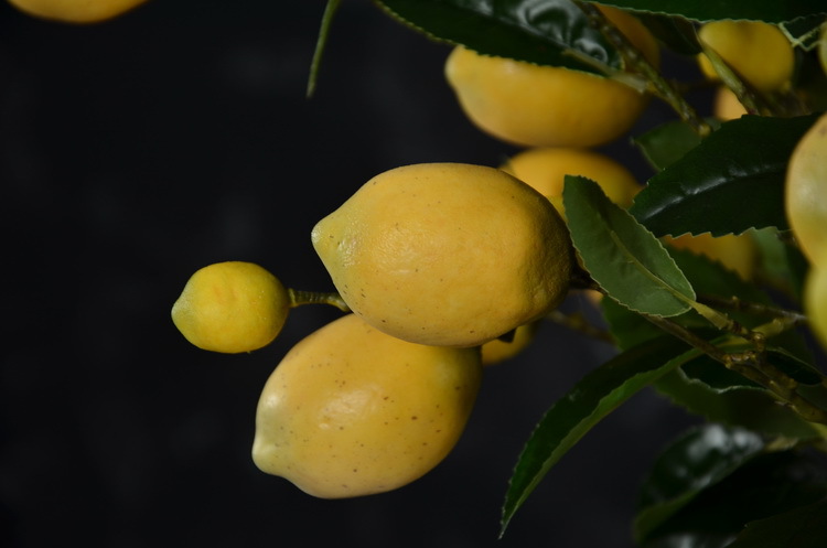 2-6黄色欧罗柠檬