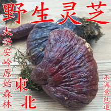 灵芝野生灵芝东北灵芝整枝正宗大兴安岭野生紫灵芝250g包邮