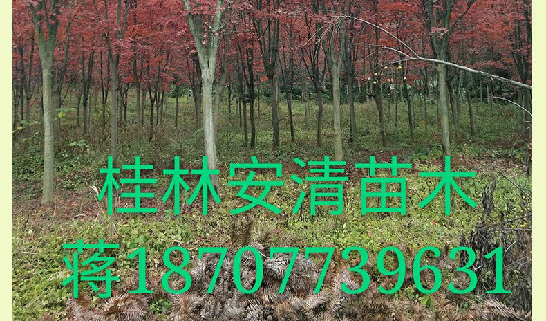 红枫_13