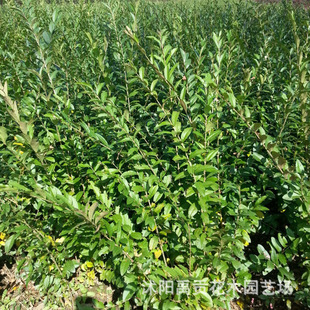 ���l���|ˮϞ�� �G������С�� Ҏ���Rȫ ���󃞻� ����ֱ�N��ľ