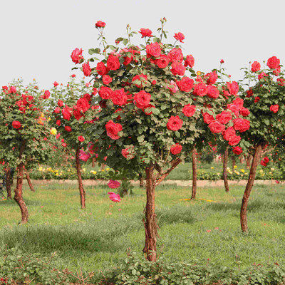 Potted plant Rose Tree Tree Tree stump Chinese rose Botany Rose varieties Flower Rose Grafting rose