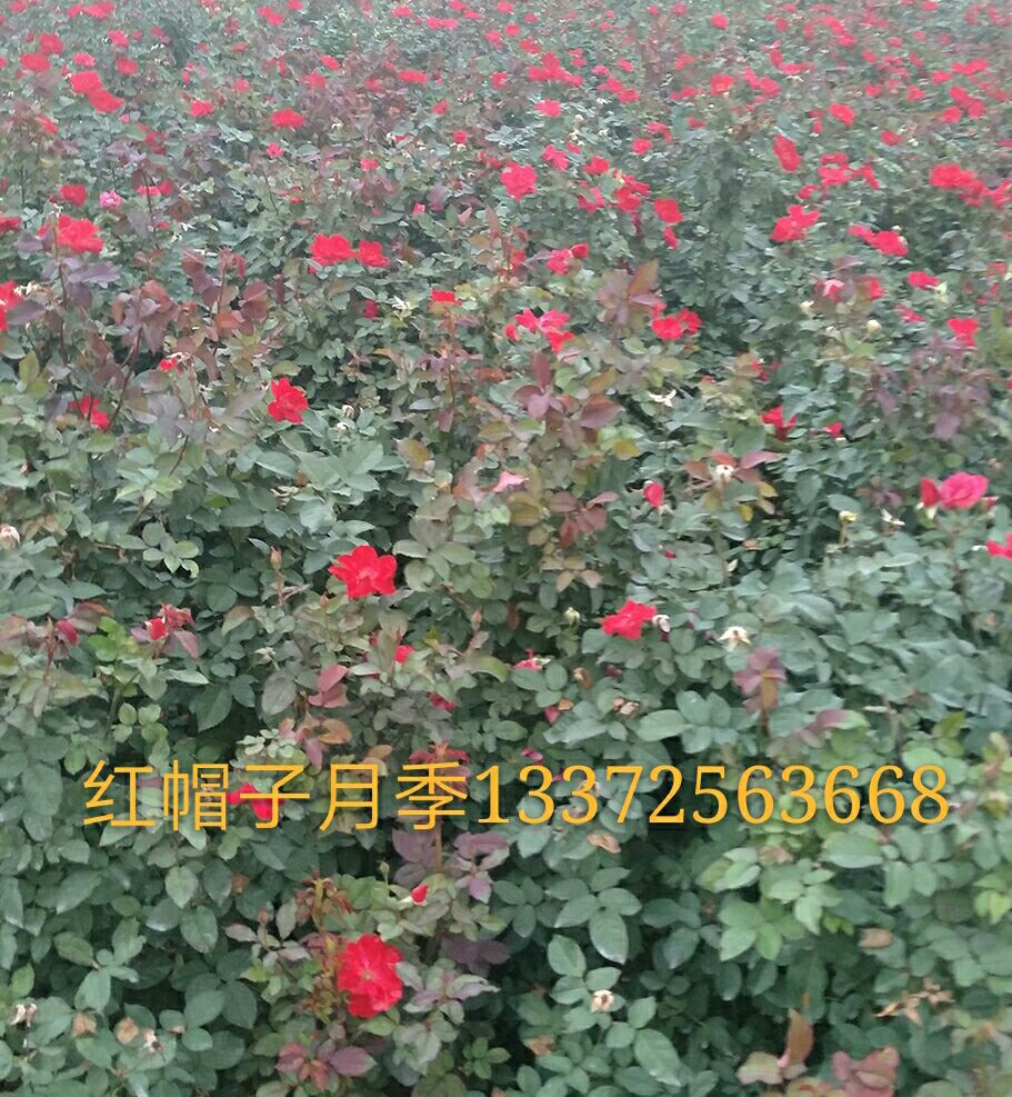 qq_pic_merged_1488780106694