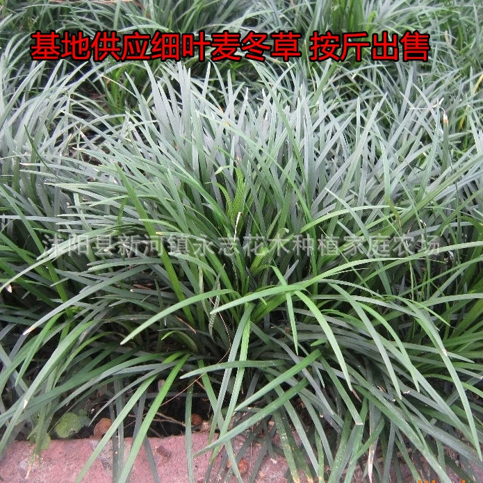 Тонколистная зимняя трава Зимняя трава со средними листьями Морозостойкая четырехсезонная вечнозеленая зимняя трава