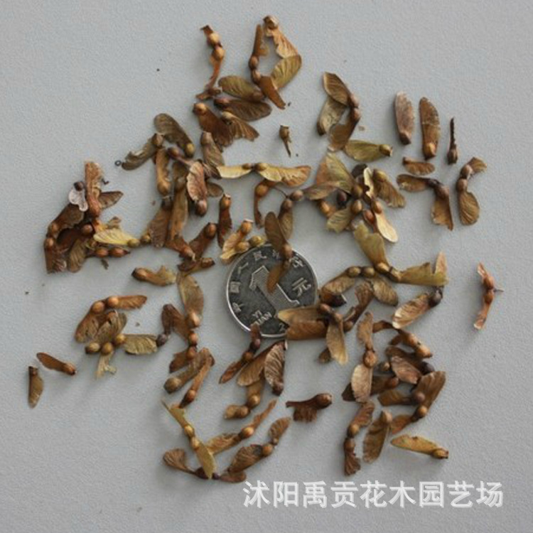 wholesale Tree seeds Maple seed Red maple seed Then green Seedling seed Varieties