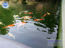 直銷渭南市白水縣觀賞魚魚池水過濾設備假山噴池魚池水過濾設備